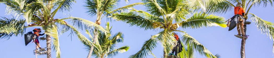 Pure Life Palm and Tree Care Maui contact featured image