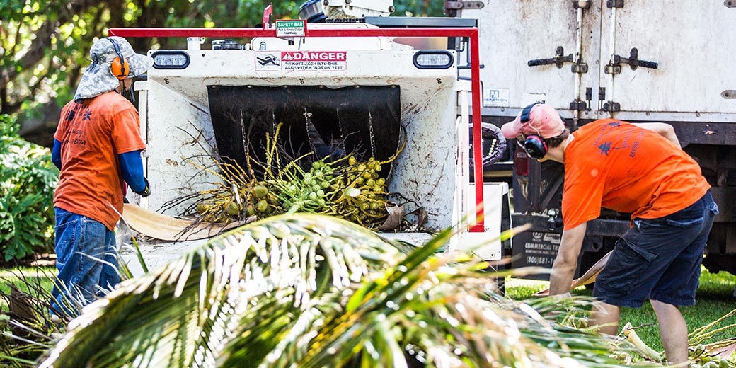 Pure Life Palm and Tree Care Maui chipping services
