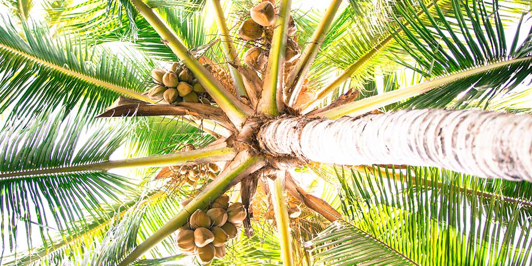 Pure Life Palm and Tree Care Maui coconut palm