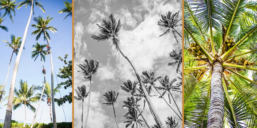 Pure Life Palm and Tree Care Maui coconut trees 