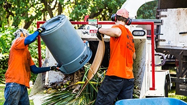 Pure Life Palm and Tree Care Maui chipping services featured image