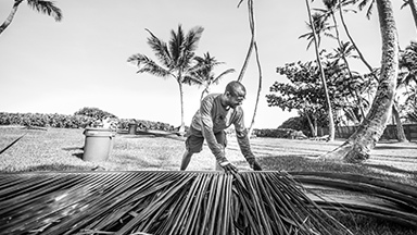 Pure Life Palm and Tree Care Maui impeccable clean up