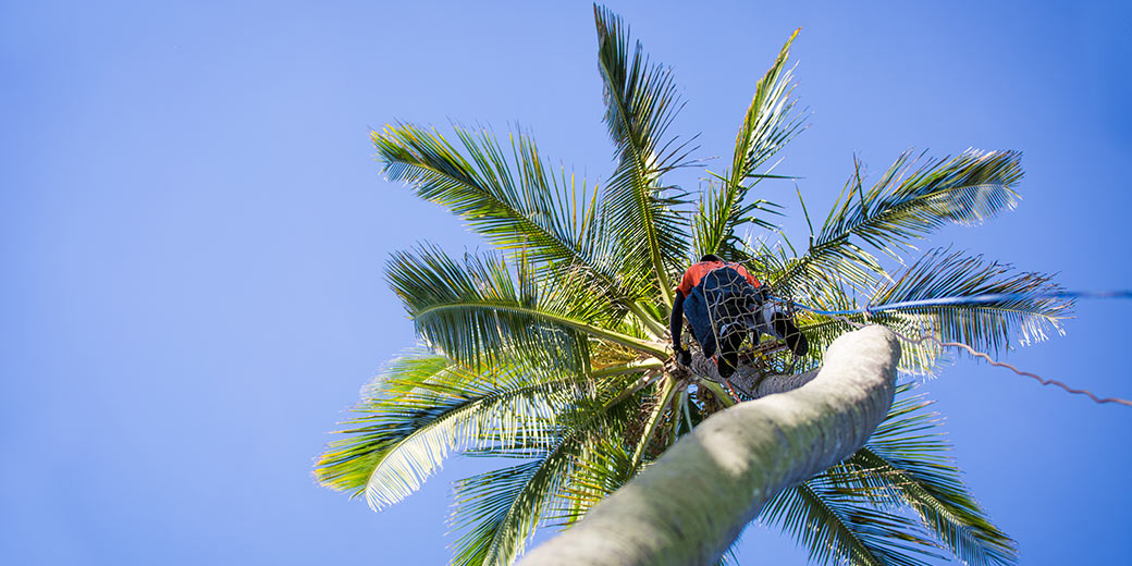Pure Life Palm and Tree Care Maui climbing spikless method