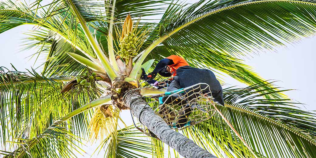 Pure Life Palm and Tree Care Maui trimming technique