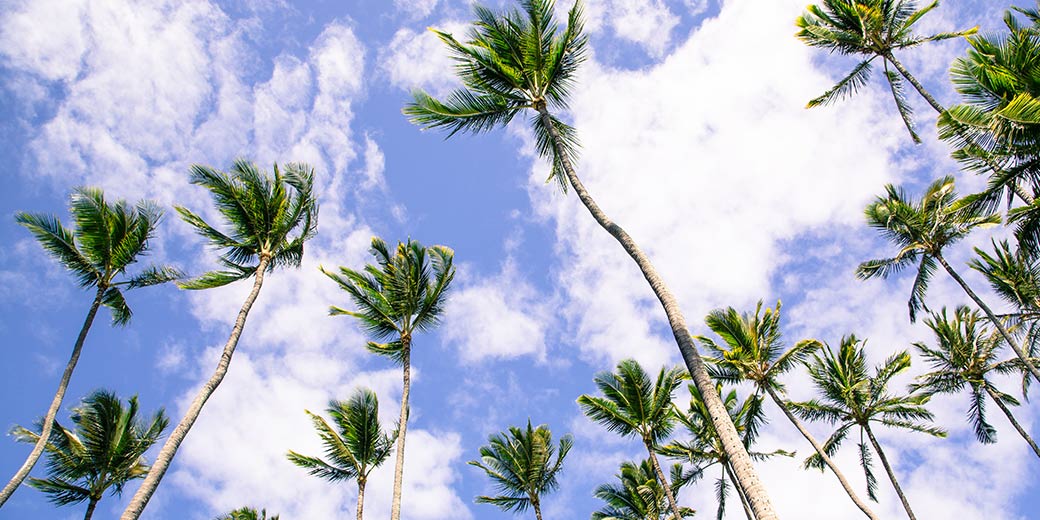Pure Life Palm and Tree Care Maui trimmed palm trees