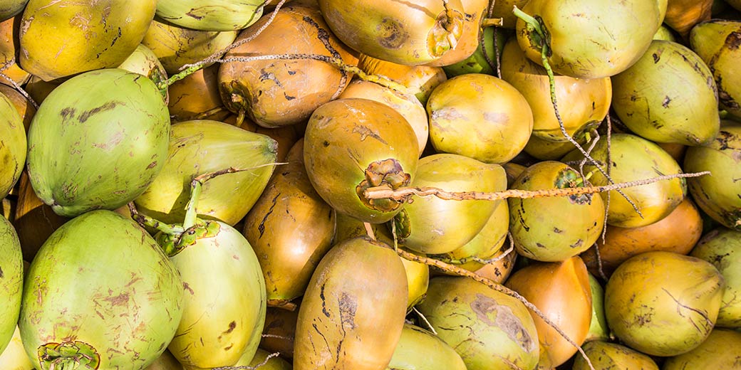 Pure Life Palm and Tree Care Maui coconuts