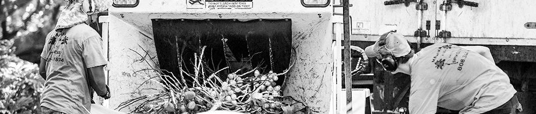 Pure Life Palm and Tree Care Maui chipping services featured image