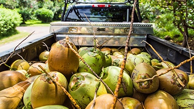 Pure Life Palm and Tree Care Maui coconut delivery featured image