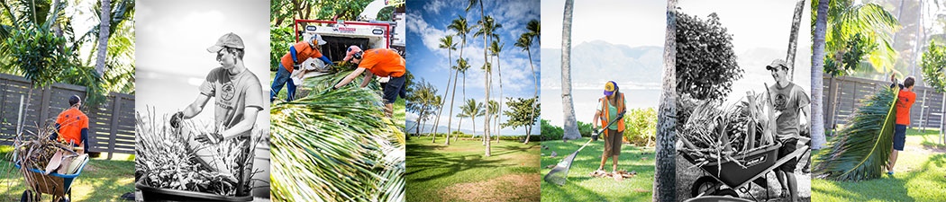 Pure Life Palm and Tree Care Maui impeccable clean up