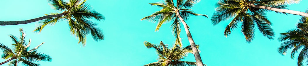 Pure Life Palm and Tree Care Maui top the line equipment header image