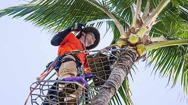 Pure Life Palm and Tree Care Maui palm trim method featured image