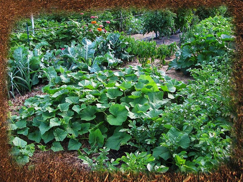 mulch and garden photo